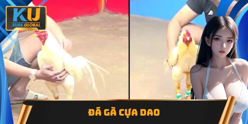Đá gà cựa dao Ku88 cực hấp dẫn với bảng kèo cực ngon ăn 3 Đá gà cựa dao