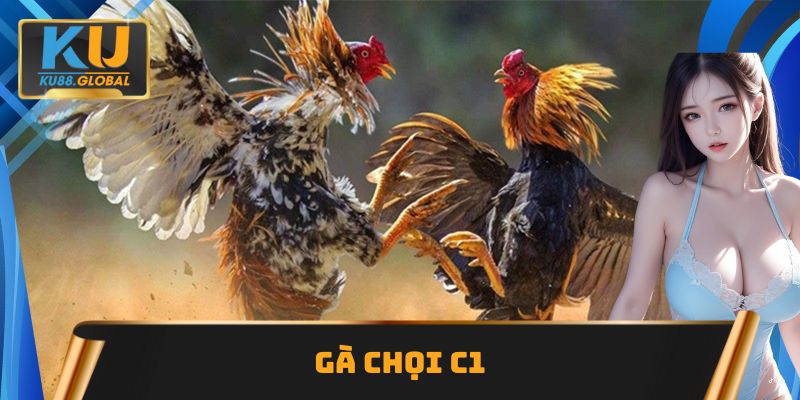 Gà chọi C1 Ku88 đẳng cấp, hấp dẫn nhất tại khu vực châu Á 2 Gà chọi C1