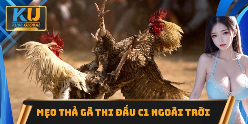 Mẹo thả gà thi đấu C1 ngoài trời sáng