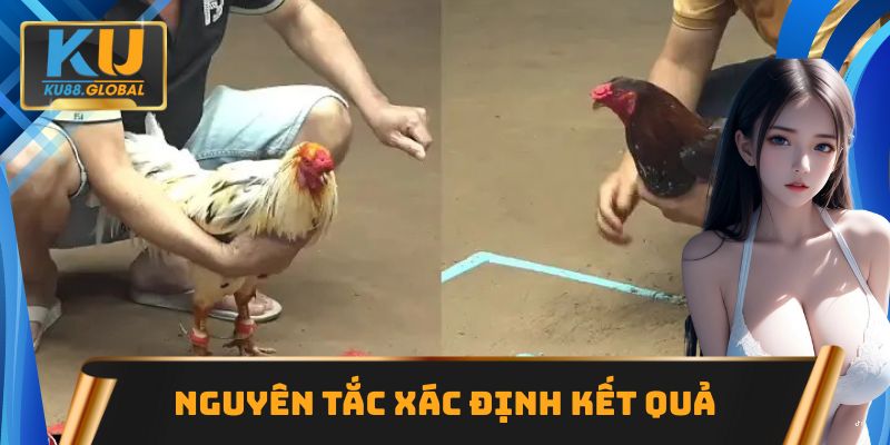 Nguyên tắc xác định kết quả trận chọi kê cựa dao