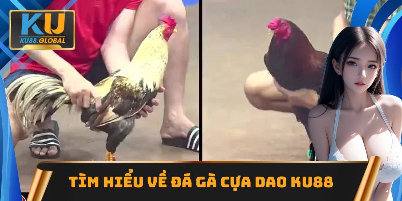 Tìm hiểu loại hình đá gà cựa dao Ku88